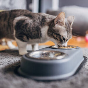 Feeding & Water