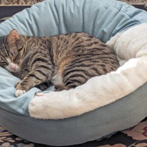 Beds & Comfort